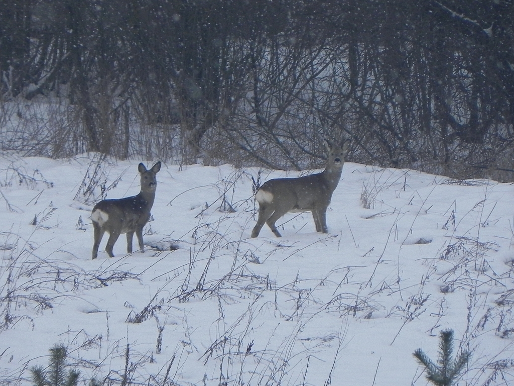 Sarna europejska (Capreolus capreolus)