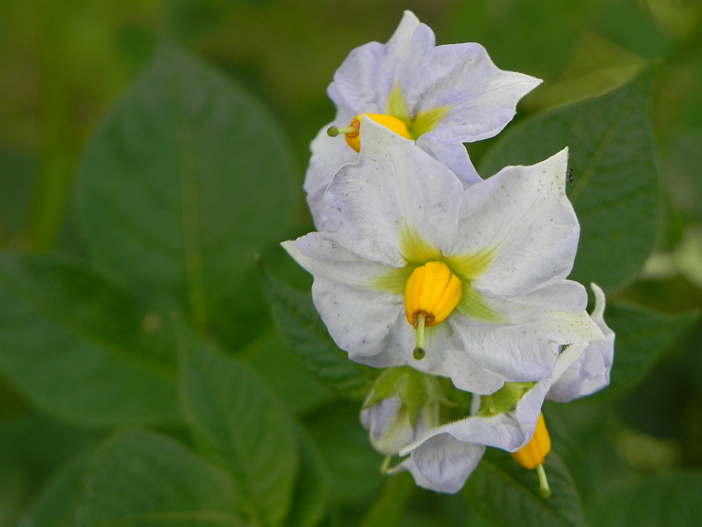 Ziemniak (Solanum tuberosum)