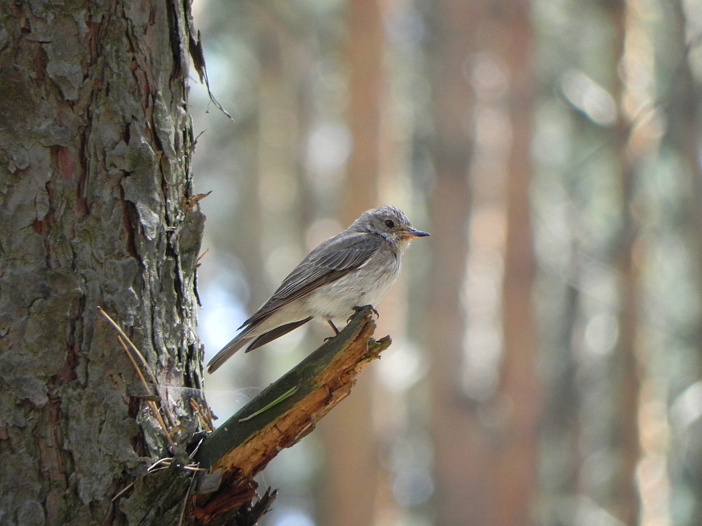 Muchołówka szara (Muscicapa striata)