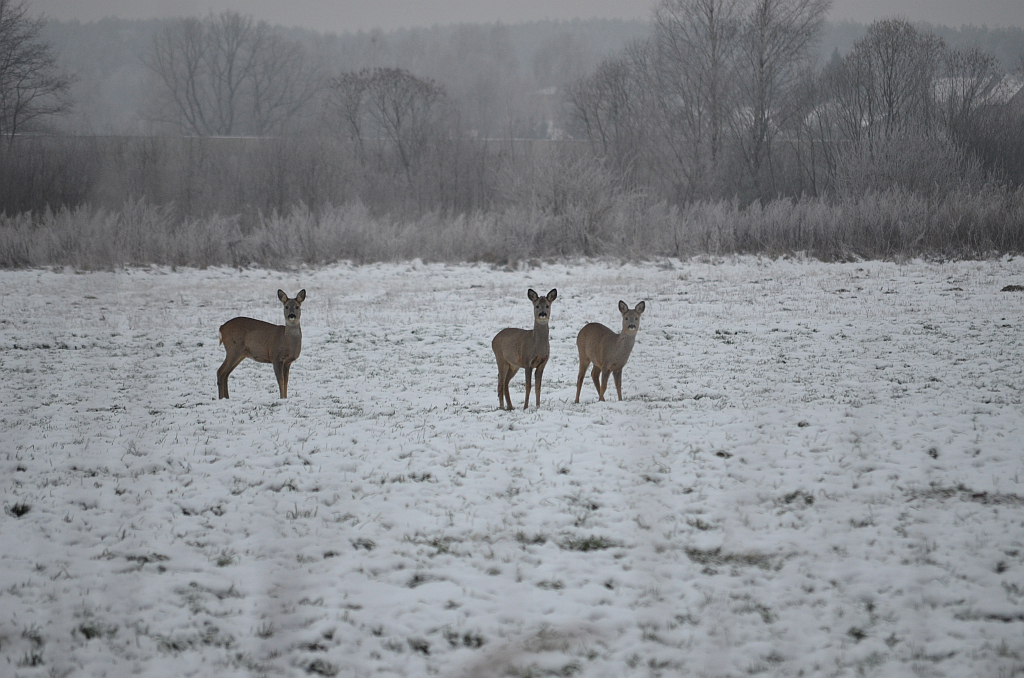 Sarna europejska (Capreolus capreolus)