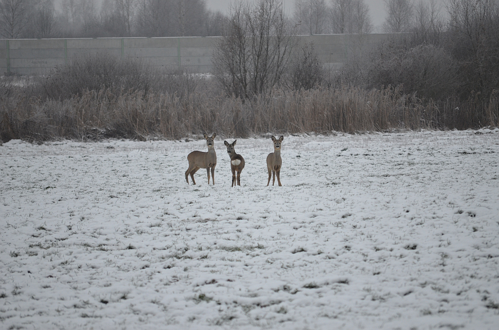 Sarna europejska (Capreolus capreolus)