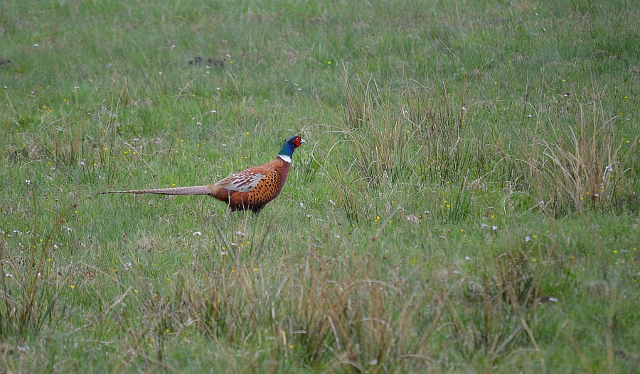 Bażant zwyczajny, bażant szlachetny, bażant (Phasianus colchicus)