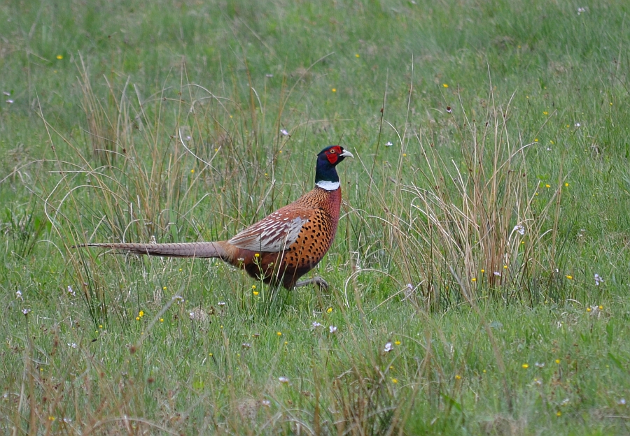 Bażant zwyczajny, bażant szlachetny, bażant (Phasianus colchicus)