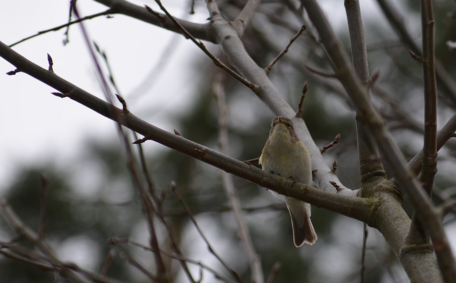 Pierwiosnek, pierwiosnek zwyczajny (Phylloscopus collybita)
