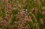 Wrzos zwyczajny, wrzos pospolity (Calluna vulgaris (L.) Hull)