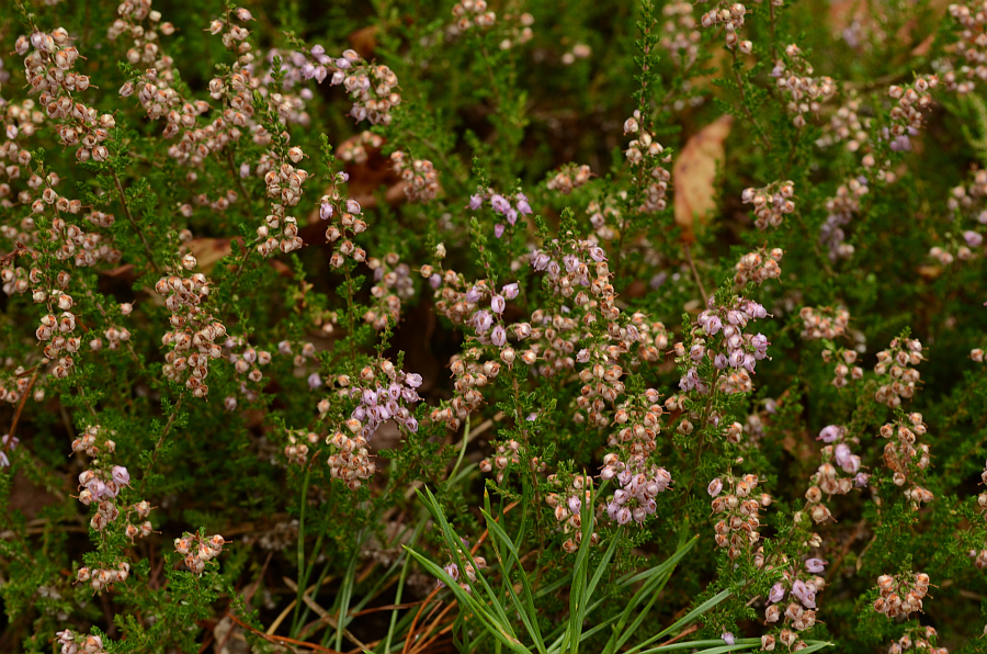 Wrzos zwyczajny, wrzos pospolity (Calluna vulgaris (L.) Hull)