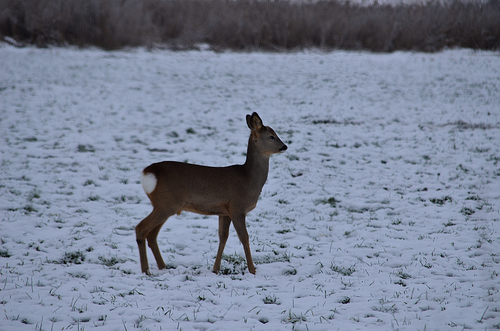 Sarna europejska (Capreolus capreolus)