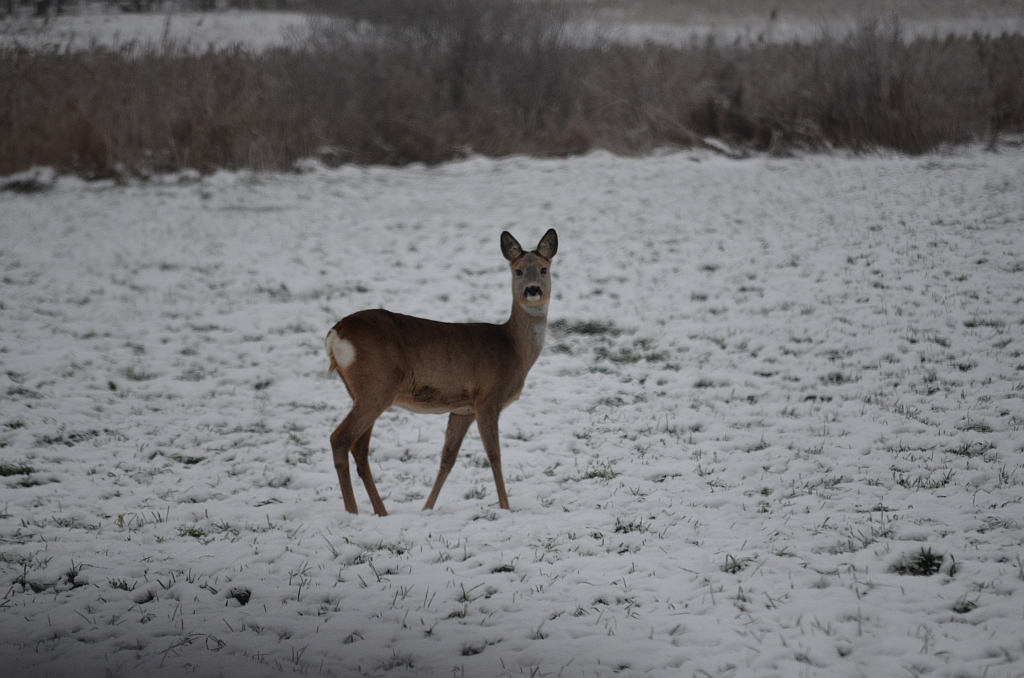 Sarna europejska (Capreolus capreolus)