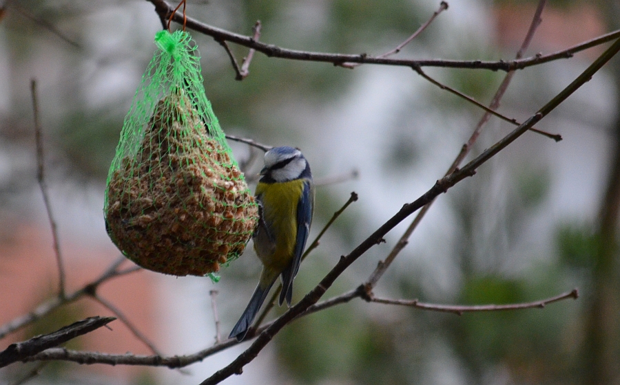 Modraszka zwyczajna, modraszka, sikora modra (Cyanistes caeruleus)