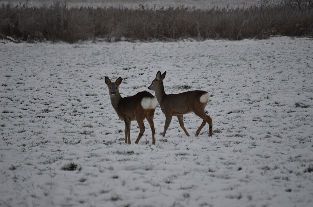 Sarna europejska (Capreolus capreolus)