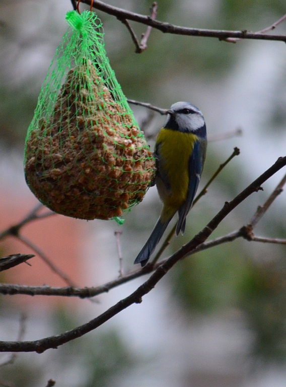 Modraszka zwyczajna, modraszka, sikora modra (Cyanistes caeruleus)
