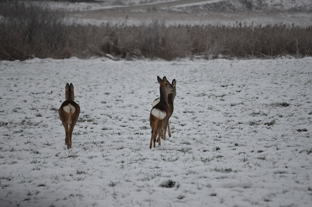 Sarna europejska (Capreolus capreolus)