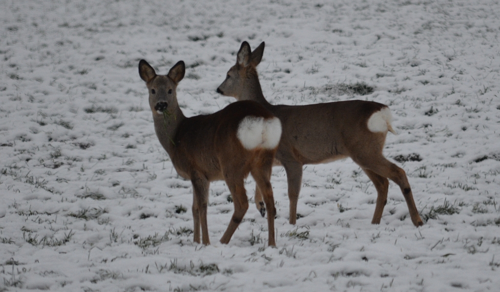 Sarna europejska (Capreolus capreolus)