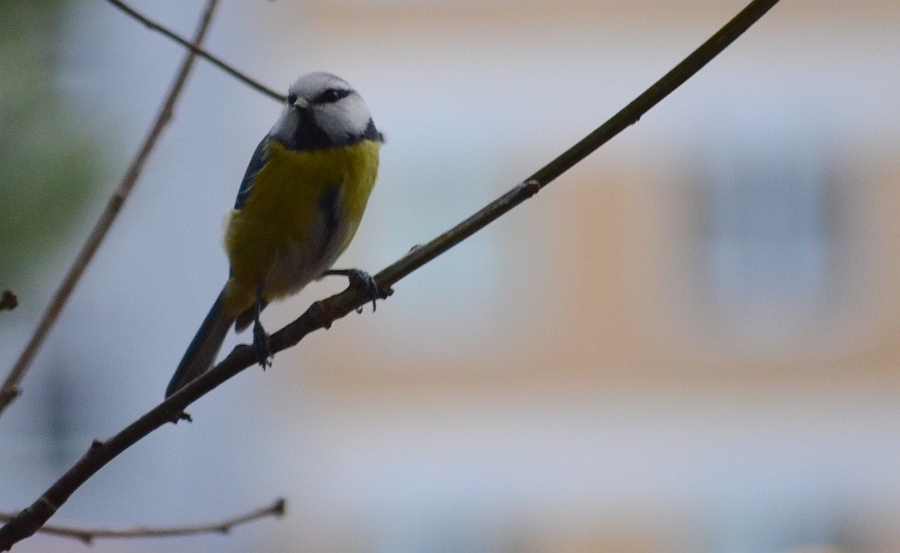 Modraszka zwyczajna, modraszka, sikora modra (Cyanistes caeruleus)