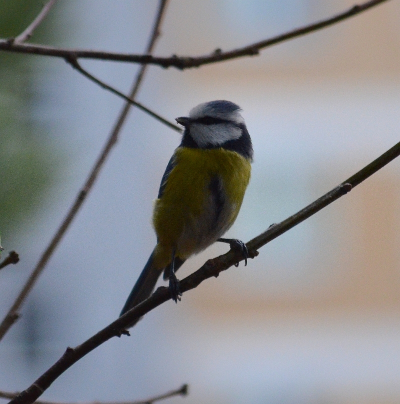Modraszka zwyczajna, modraszka, sikora modra (Cyanistes caeruleus)