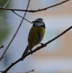 Modraszka zwyczajna, modraszka, sikora modra (Cyanistes caeruleus)