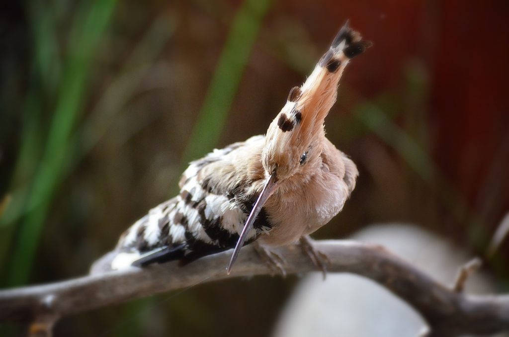 Dudek, dudek zwyczajny (Upupa epops)