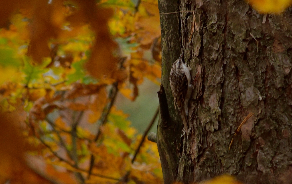 Pełzacz leśny (Certhia familiaris)
