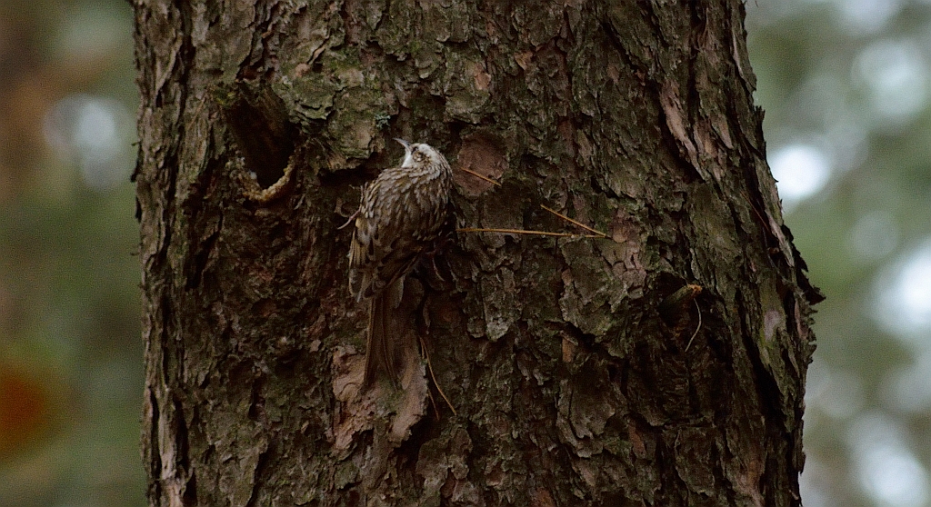 Pełzacz leśny (Certhia familiaris)