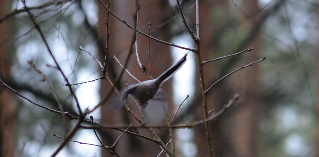 Raniuszek zwyczajny, raniuszek (Aegithalos caudatus)