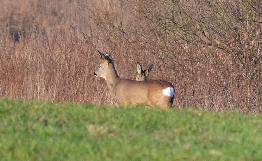 Sarna europejska (Capreolus capreolus)