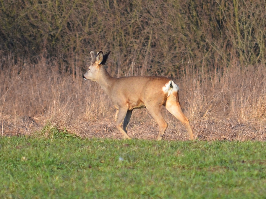 Sarna europejska (Capreolus capreolus)
