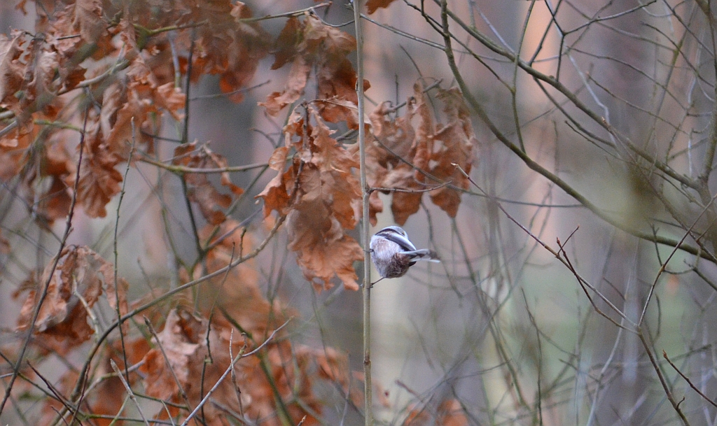Raniuszek zwyczajny, raniuszek (Aegithalos caudatus)