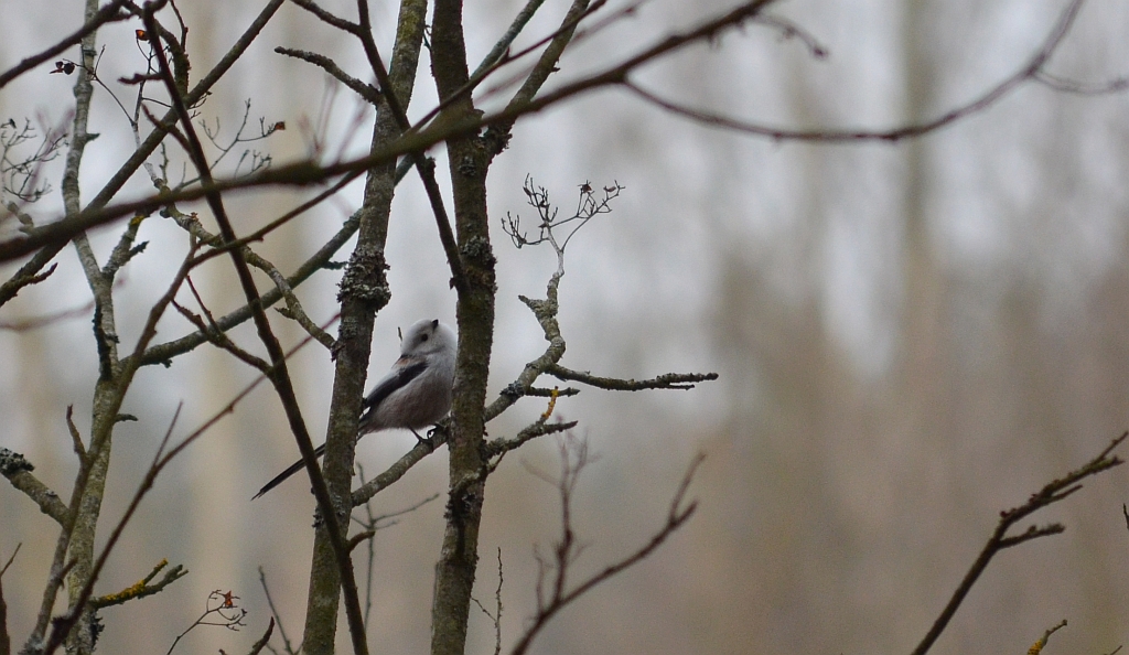 Raniuszek zwyczajny, raniuszek (Aegithalos caudatus)