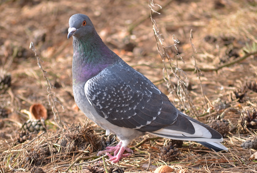 Gołąb skalny (Columba livia)