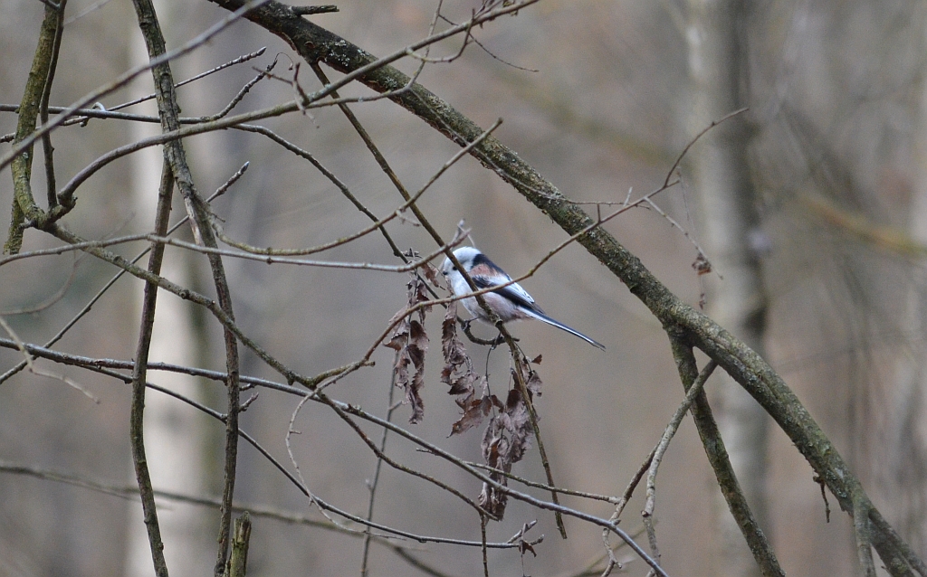 Raniuszek zwyczajny, raniuszek (Aegithalos caudatus)