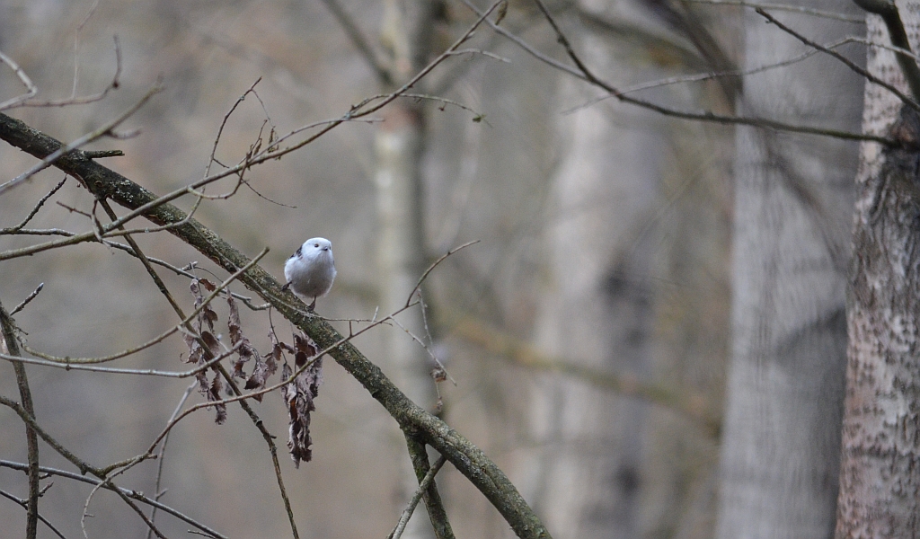 Raniuszek zwyczajny, raniuszek (Aegithalos caudatus)