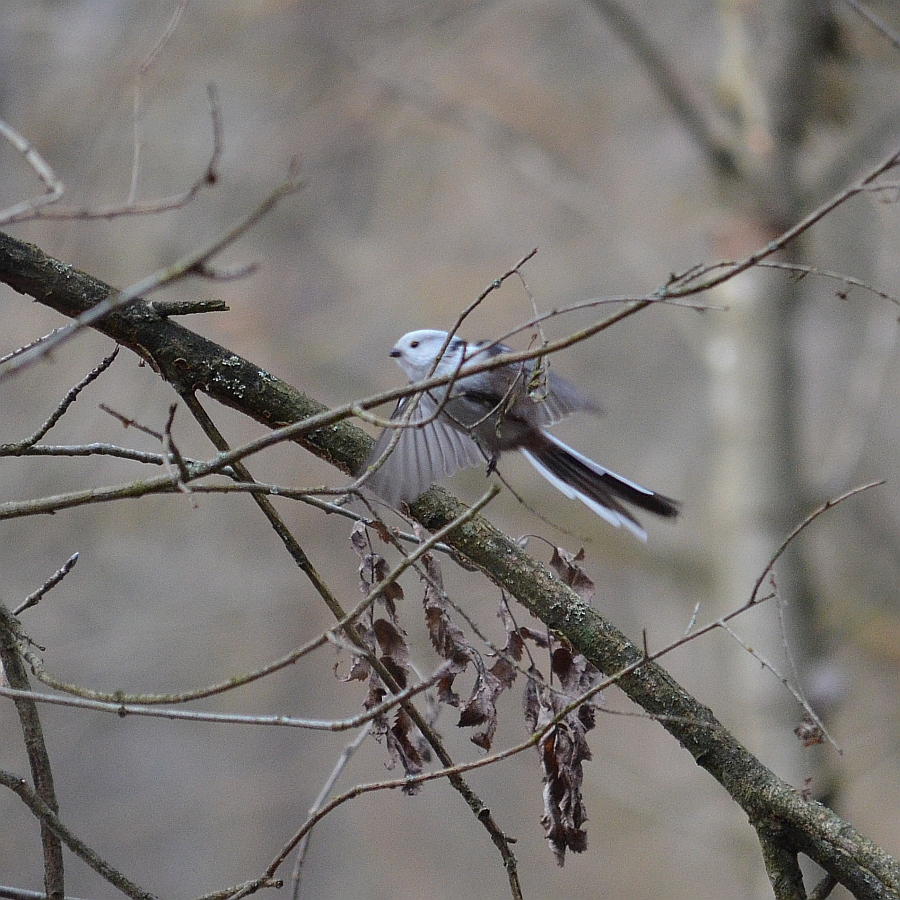 Raniuszek zwyczajny, raniuszek (Aegithalos caudatus)