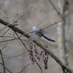 Raniuszek zwyczajny, raniuszek (Aegithalos caudatus)