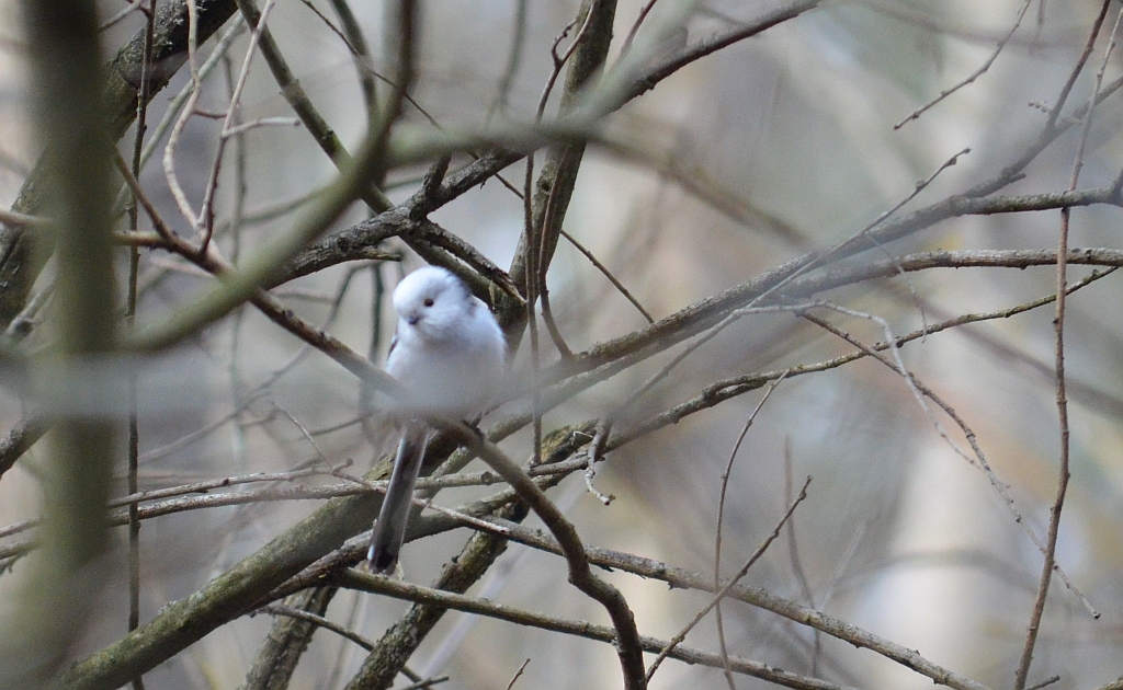 Raniuszek zwyczajny, raniuszek (Aegithalos caudatus)