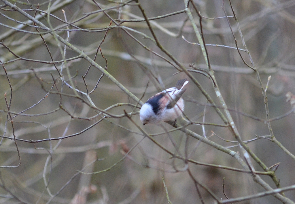 Raniuszek zwyczajny, raniuszek (Aegithalos caudatus)