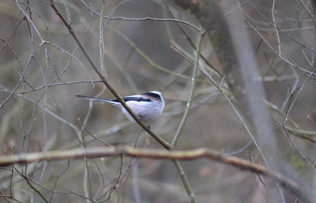 Raniuszek zwyczajny, raniuszek (Aegithalos caudatus)