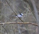 Raniuszek zwyczajny, raniuszek (Aegithalos caudatus)