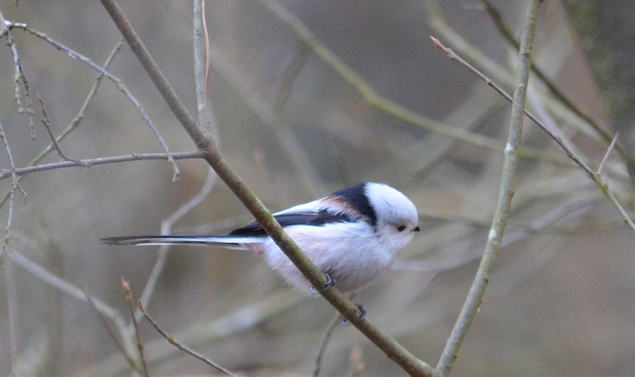 Raniuszek zwyczajny, raniuszek (Aegithalos caudatus)