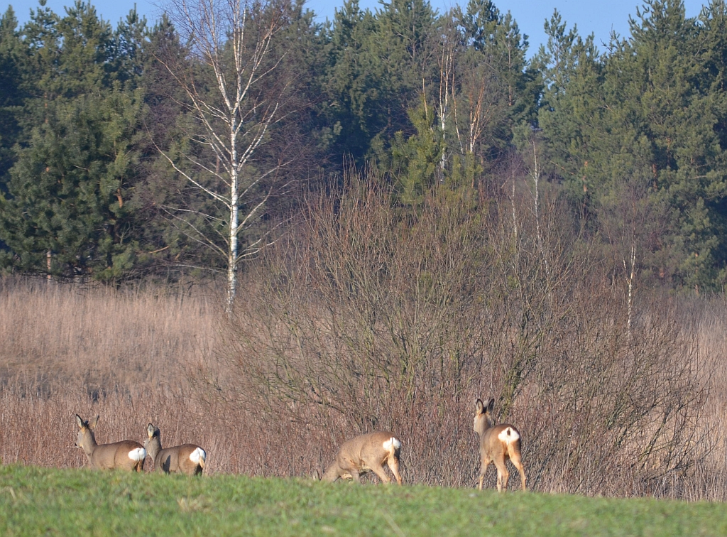 Sarna europejska (Capreolus capreolus)