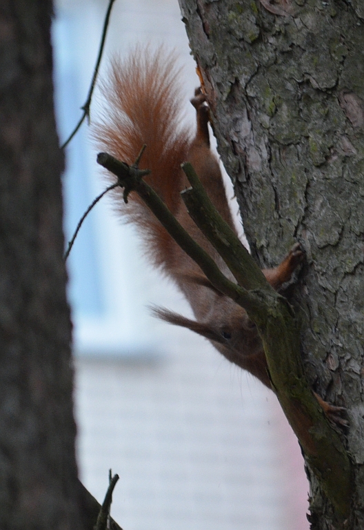 Wiewiórka pospolita, wiewiórka ruda (Sciurus vulgaris)