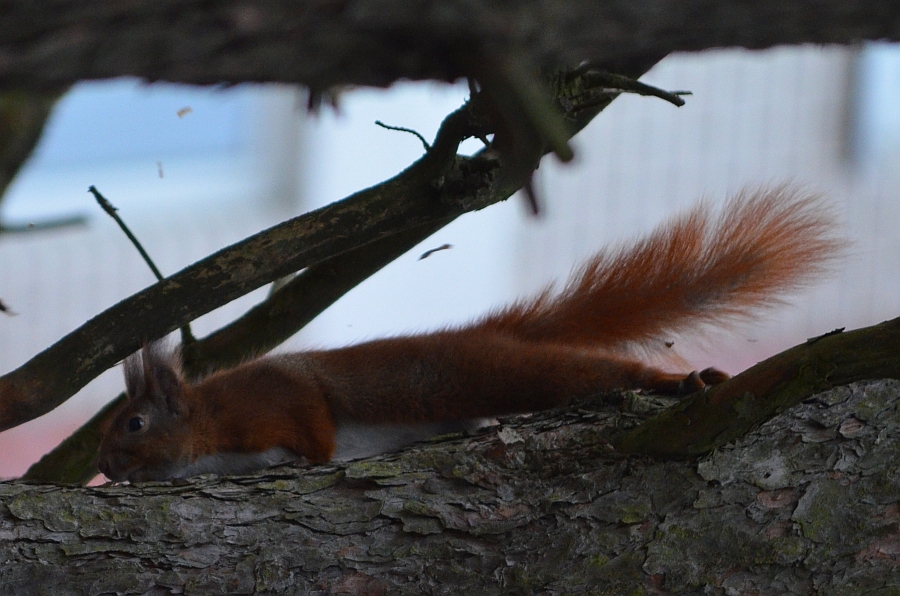 Wiewiórka pospolita, wiewiórka ruda (Sciurus vulgaris)