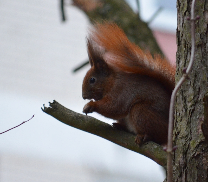 Wiewiórka pospolita, wiewiórka ruda (Sciurus vulgaris)