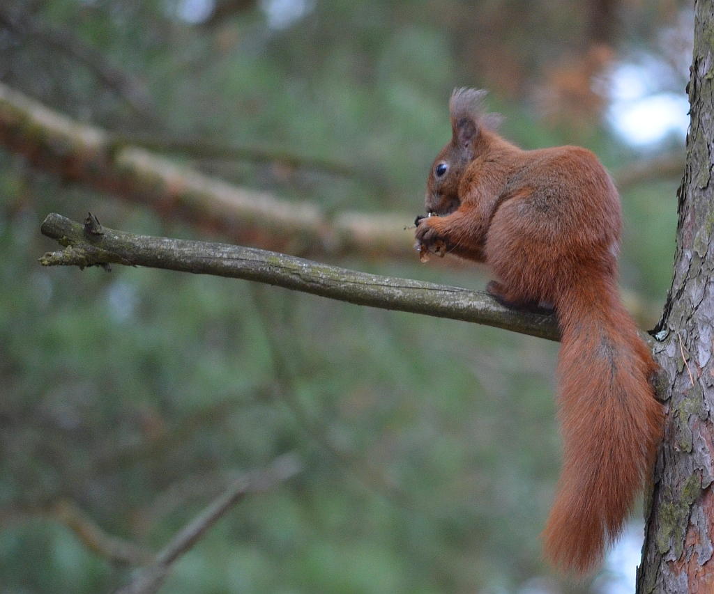Wiewiórka pospolita, wiewiórka ruda (Sciurus vulgaris)
