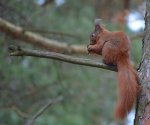 Wiewiórka pospolita, wiewiórka ruda (Sciurus vulgaris)