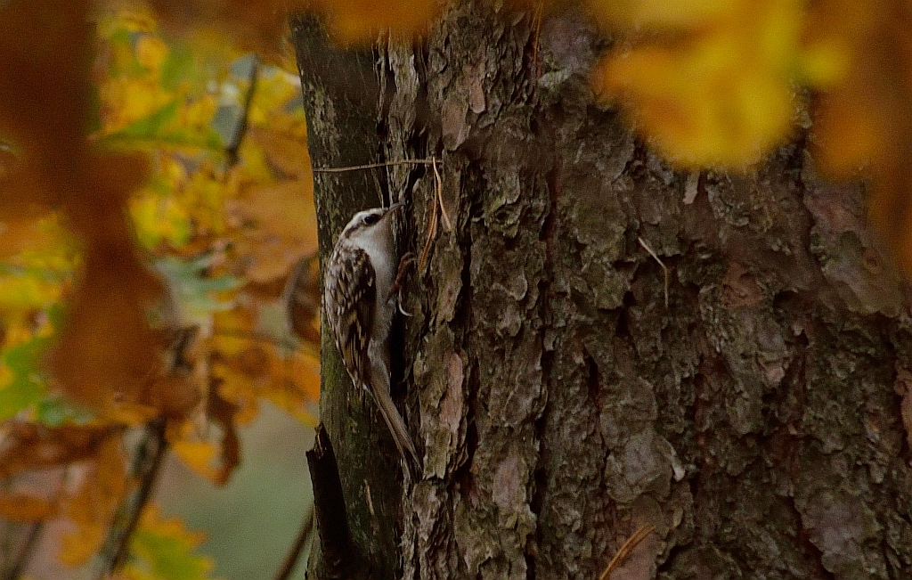 Pełzacz leśny (Certhia familiaris)
