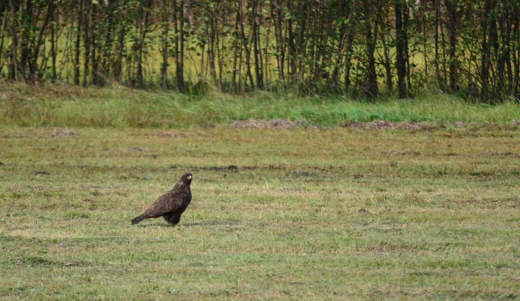 Myszołów zwyczajny, myszołów (Buteo buteo)