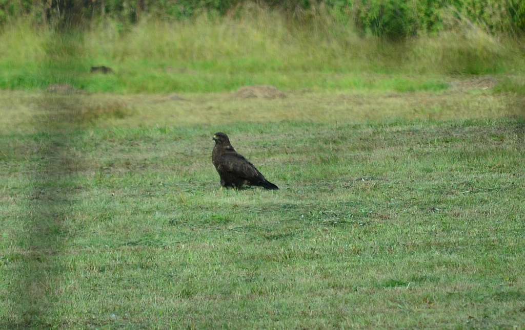 Myszołów zwyczajny, myszołów (Buteo buteo)