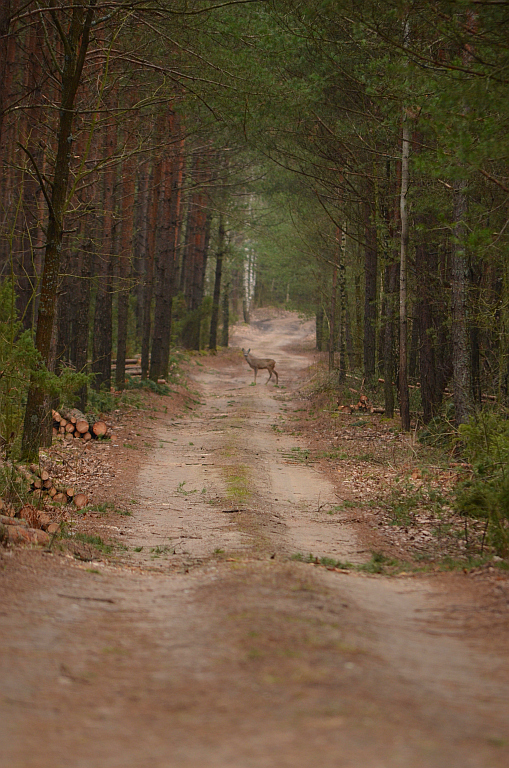Sarna europejska (Capreolus capreolus)