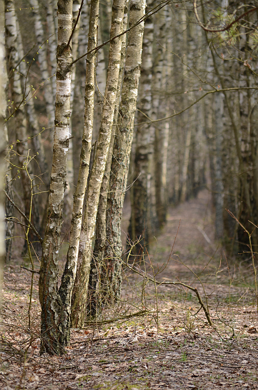 Wólka Przedmieście okolice
