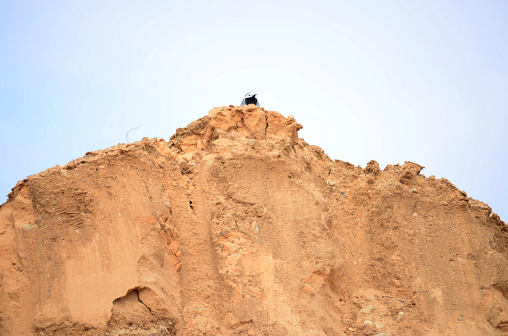 Pliszka siwa (Motacilla alba)